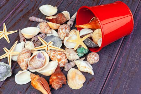 Different sea shells on color wooden background. creative photo.