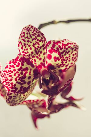 Branch of blooming pink orchidの写真素材