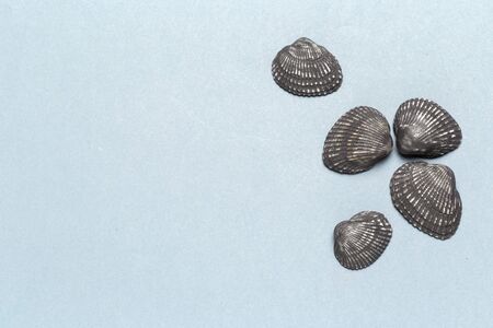 Natural colorful cockleshells on a textured lightly grey background. Close up.の写真素材