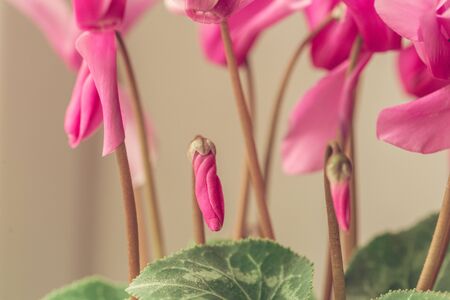 beautiful pink flowers in the garden with spring bokeh backgroundの写真素材