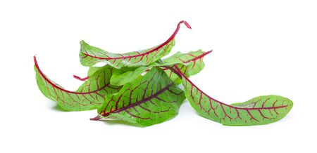 fresh beet leaf isolated on white background. Close up.の写真素材