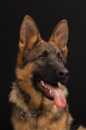 German shepherd dog portrait on black background. Close up.の写真素材