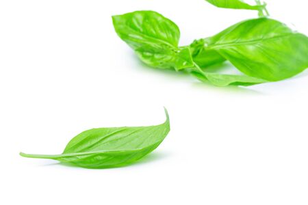Close up of fresh green basil herb leaves isolated on white background. Close up.の写真素材