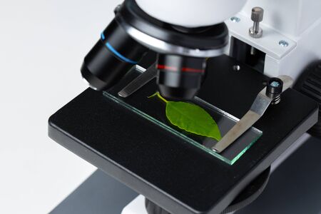 Close up of a plant leaf on a glass test slide in a microscope. Biotechnology conceptの写真素材