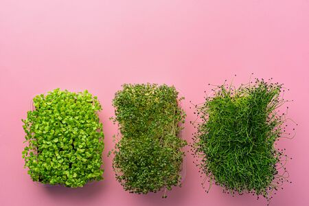 Micro green growing sprouts on pink background, top view, copy spaceの写真素材