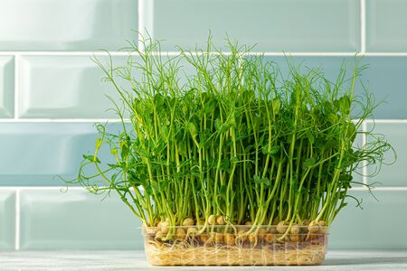 Micro green sprouts growing in tray in kitchen against mint tile wall. Healthy eating