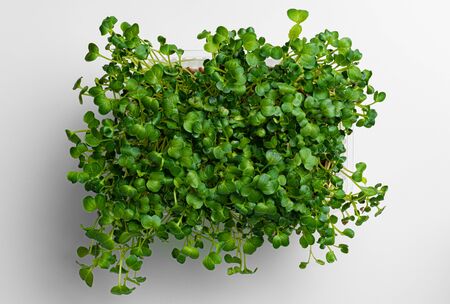 Micro green growing sprouts on white background, top viewの写真素材