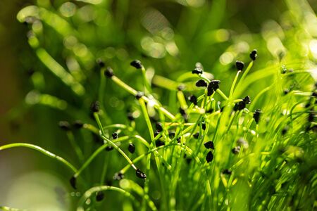 Salad micro greens growing bunch close upの写真素材