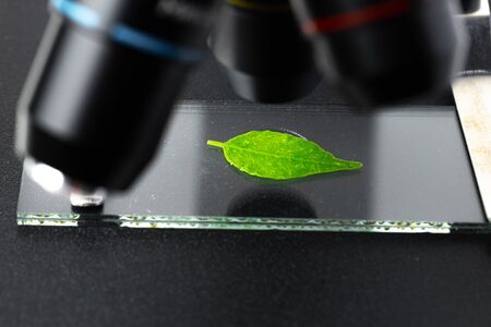 Close up of a plant leaf on a glass slide in a microscope. Biotechnology conceptの写真素材