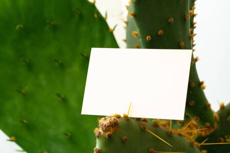Mock up paper white card on a green leaves. Nature concept. Close up.