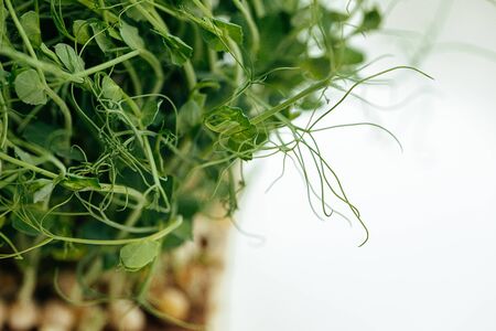 Roots of micro green plant close upの写真素材