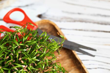 Micro green in tray on table close up
