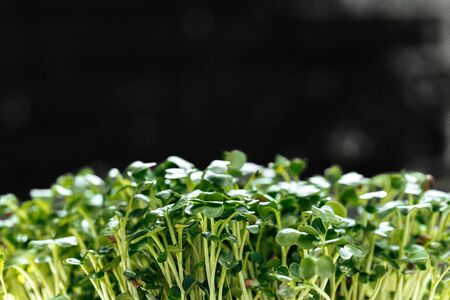 Young green sprouts of micro green close upの写真素材