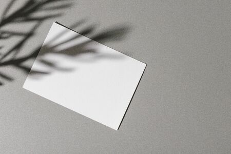 Business card on paper background with foliage shadowの写真素材