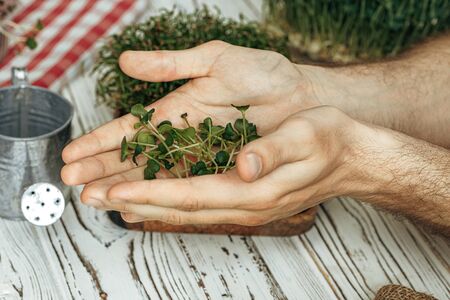 Male hands holding micro green sprouts, close upの写真素材