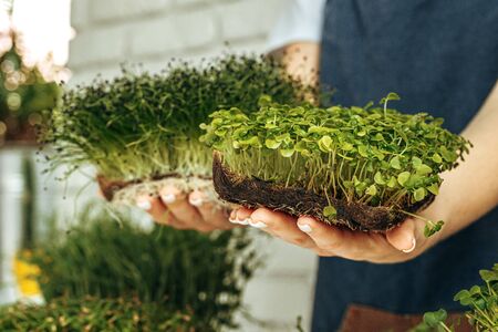 Hands of a woman holding trays with micro greenの写真素材
