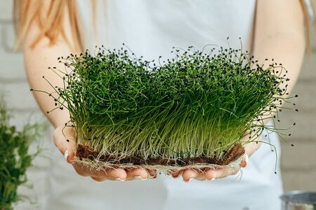 Hands of a woman holding trays with micro greenの写真素材
