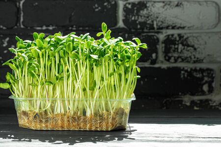 Young baby plant sprouts close up against black backgroundの写真素材