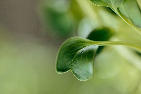 Young green sprouts of micro green close up