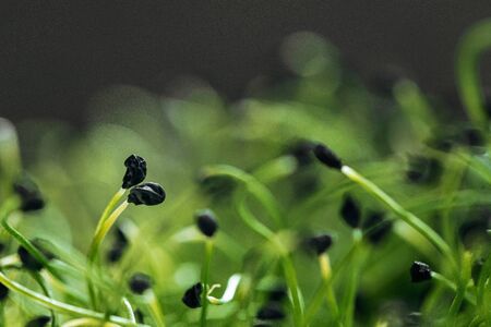 Young green sprouts of micro green close upの写真素材