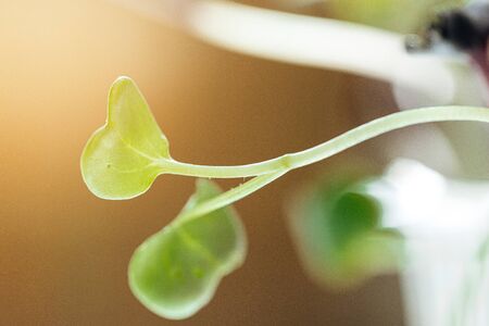 Close-up of young green sprouts of micro greens
