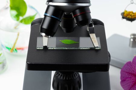 Close up of a plant leaf on a glass slide in a microscope. Biotechnology conceptの写真素材