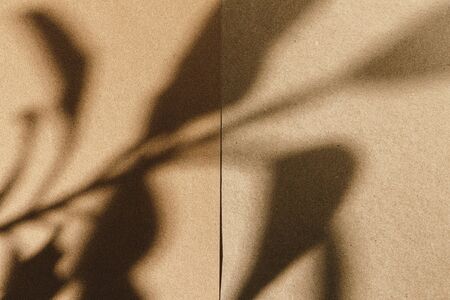 Creative background of tropical plant shadow on paperの写真素材