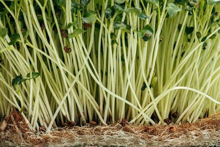 Micro green close up. Healthy food conceptの写真素材