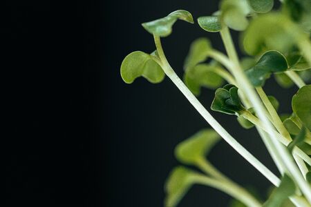 Close-up of young green sprouts of micro greensの写真素材