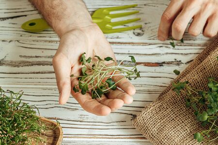 Male hands holding micro green sprouts, close upの写真素材