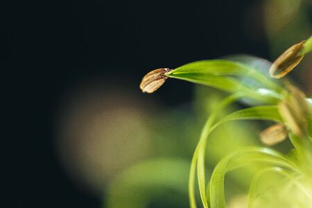 Close-up of young green sprouts of micro greensの写真素材