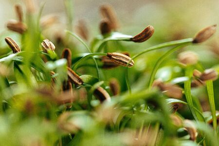 Close-up of young green sprouts of micro greensの写真素材