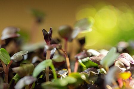 Salad micro greens growing bunch close upの写真素材