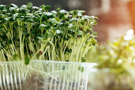 Micro green in tray on tableの写真素材
