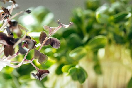 Close-up of young green sprouts of micro greensの写真素材