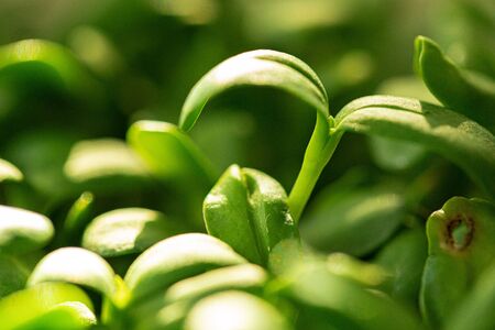 Salad micro greens growing bunch close up