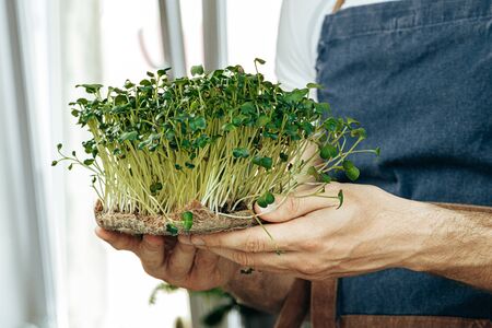 Male hands holding micro green sprouts, close upの写真素材