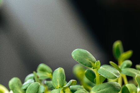 Close-up of young green sprouts of micro greensの写真素材