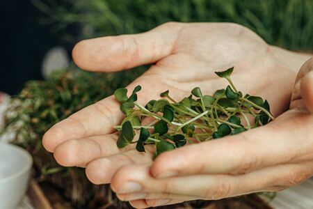 Male hands holding micro green sprouts, close upの写真素材