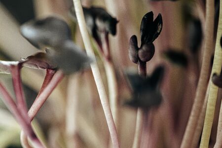 Close-up of young green sprouts of micro greensの写真素材