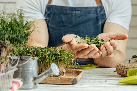 Male hands holding micro green sprouts, close upの写真素材