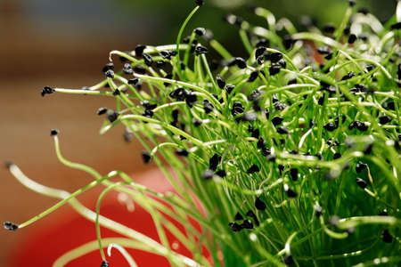 Growing micro greens in a daylight close upの写真素材