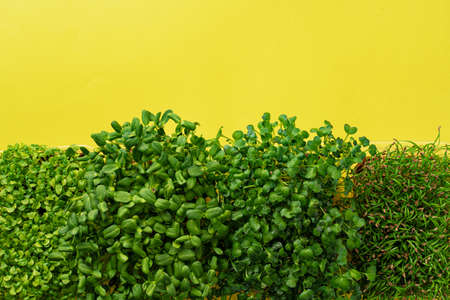 Micro green growing sprouts on yellow background, top viewの写真素材