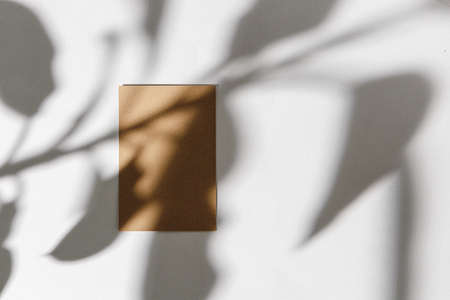 Foliage shadow on paper background with business card. Creative photo