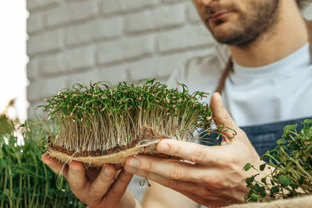 Caucasian man grows micro green at homeの写真素材