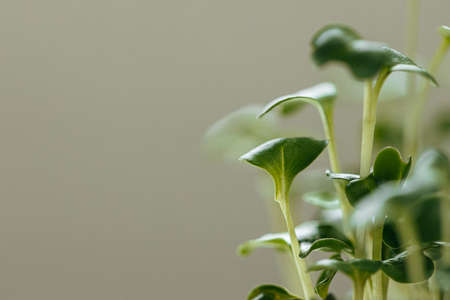 young green sprouts of micro greensの写真素材