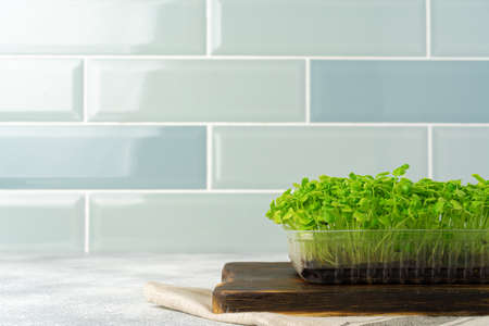 Micro green sprouts growing in tray in kitchen against mint tile wall. Healthy eatingの写真素材