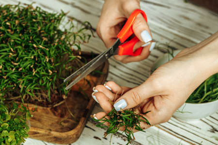 Hands of a woman holding trays with micro greenの写真素材