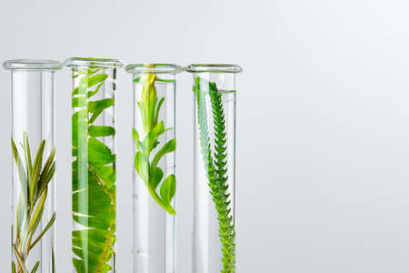 Plants in laboratory glassware. Skincare products and drugs chemical researches conceptの写真素材