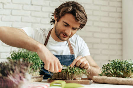 Attractive bearded man farmer taking care of sprouts of microgreensの写真素材